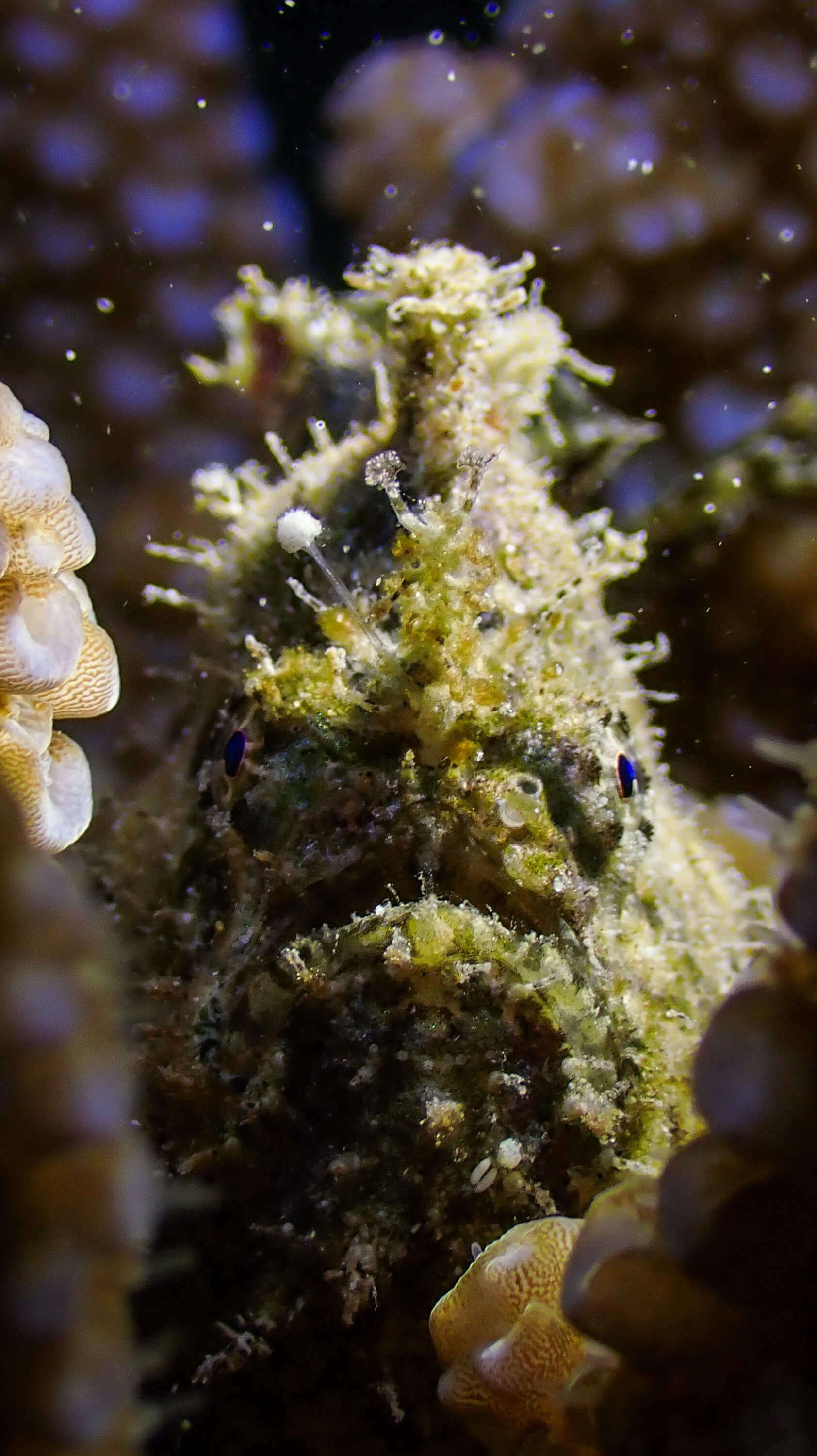 Macro Photography 6